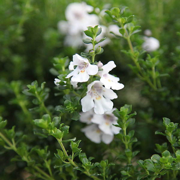 2 x Menthe australienne - Prostanthera cuneata- 20-25 cm pot