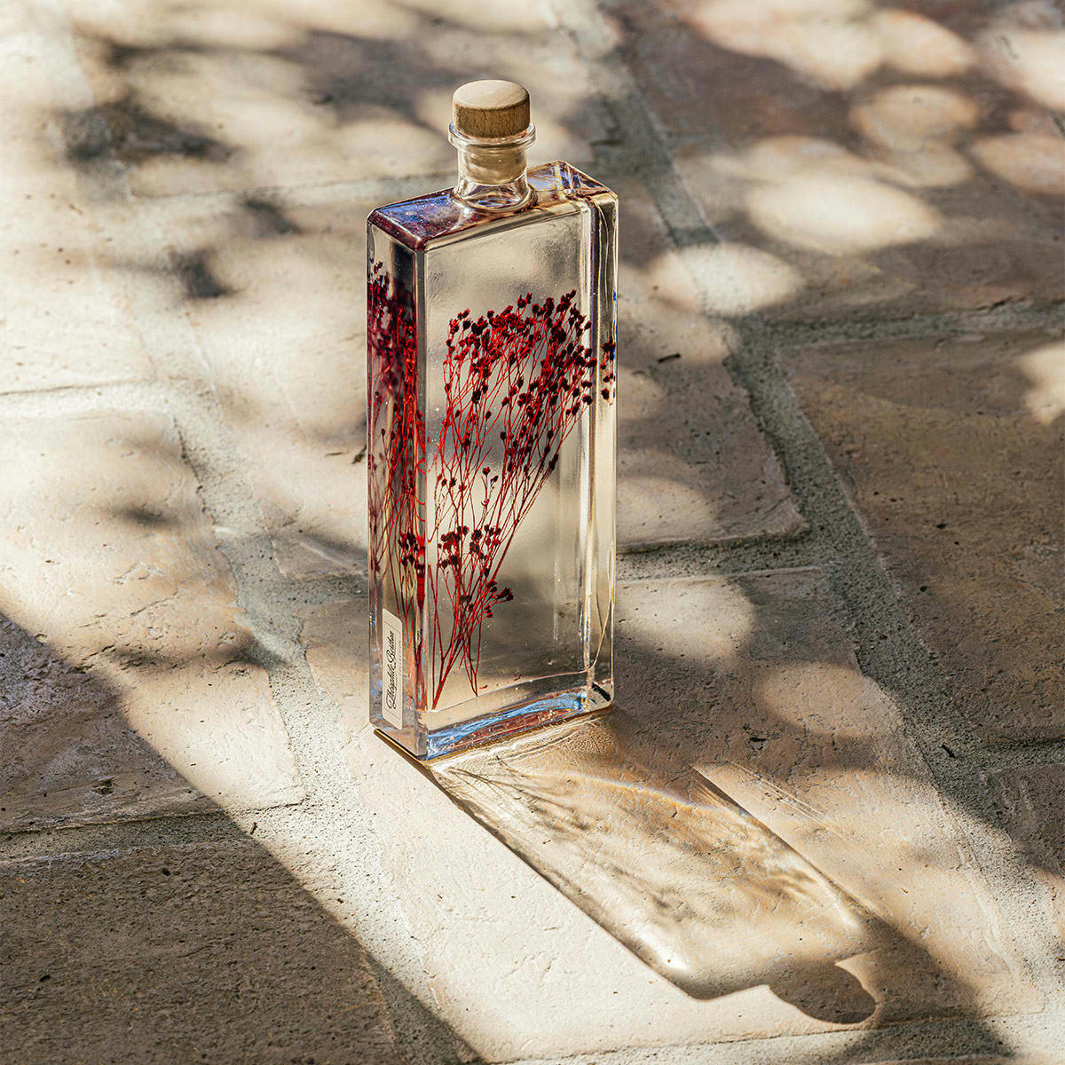 HERBARIUM DE THEOPHILE - Plante immergée Broom bloom rouge