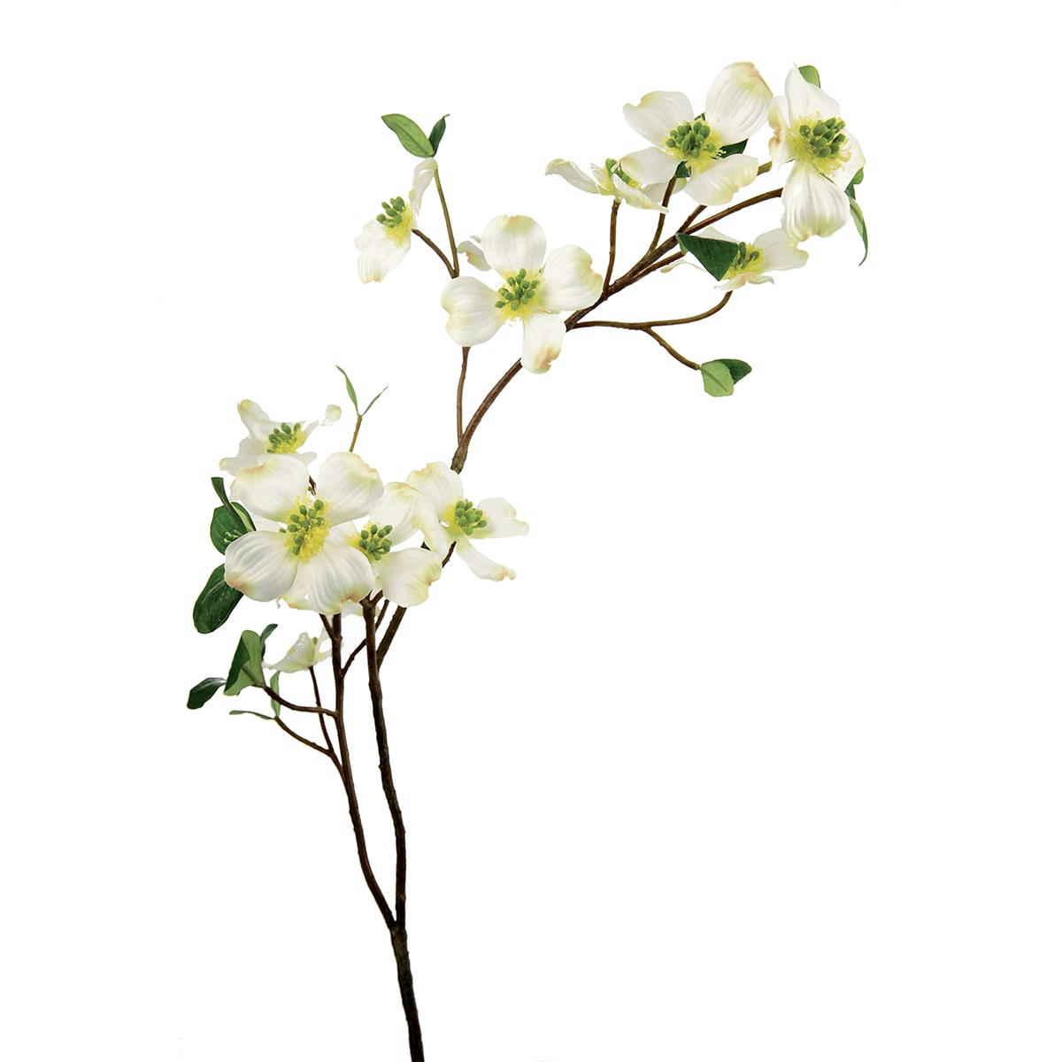 - Dogwood H100cm