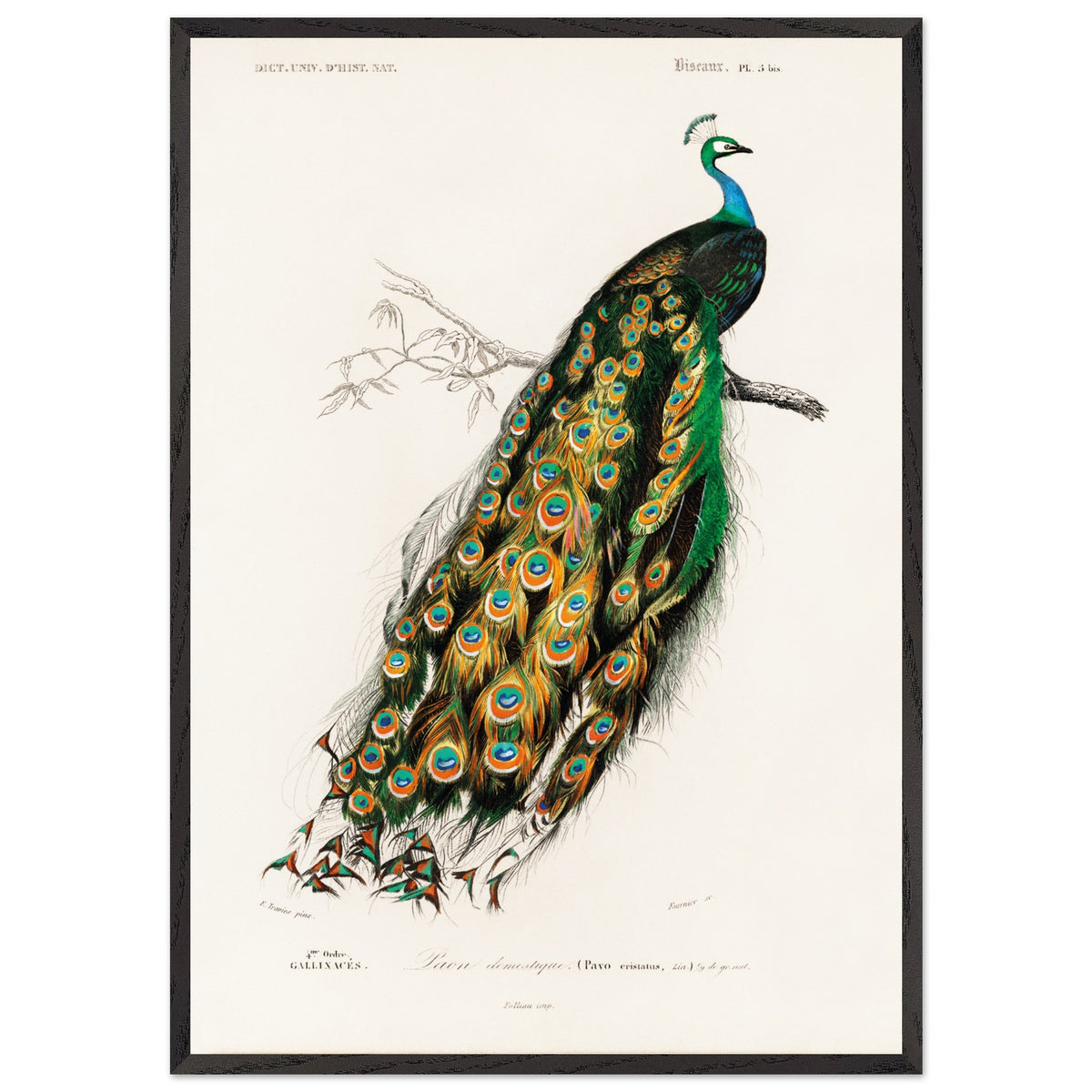 Artfulprints Poster met Lijst Charles Dessalines d'Orbigny - Indian peafowl (pavo cristatus)  - 70x100 cm - Groen