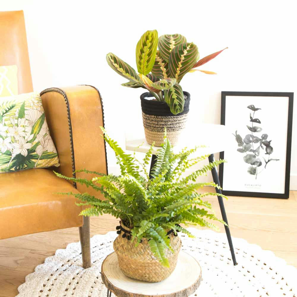 PLANTES DÉPOLLUANTES - Lot de 2 plantes dépolluantes sans cache-pot