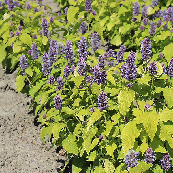 6 x Agastache à odeur de fenouil 'Golden Jubilee' - Agastache rugosa 'Golden Jubilée'- godet 9cm x 9cm