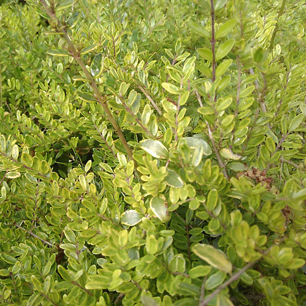 2 x Chèvrefeuille à feuilles de buis 'Lemon Beauty' - Lonicera nitida 'Lemon Beauty'- 25-30 cm pot