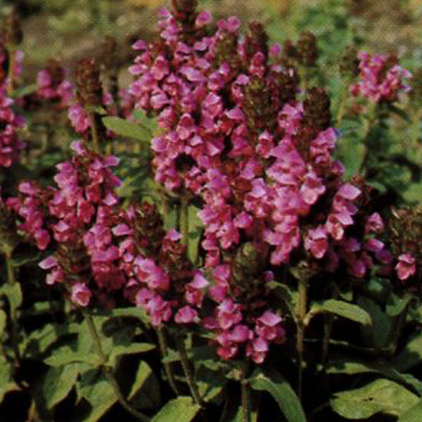 6 x Brunelle webbiana, Prunelle 'Rosea' - Prunella webbiana 'Rosea'- godet 9cm x 9cm