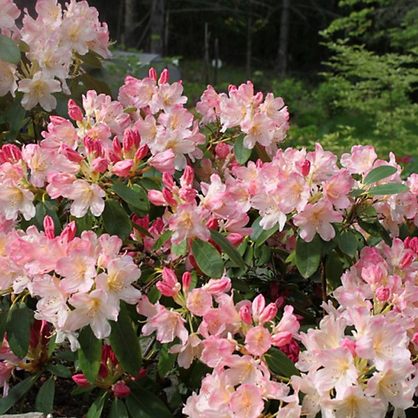 2 x Rhododendron 'Percy Wiseman' - 40-50 cm pot