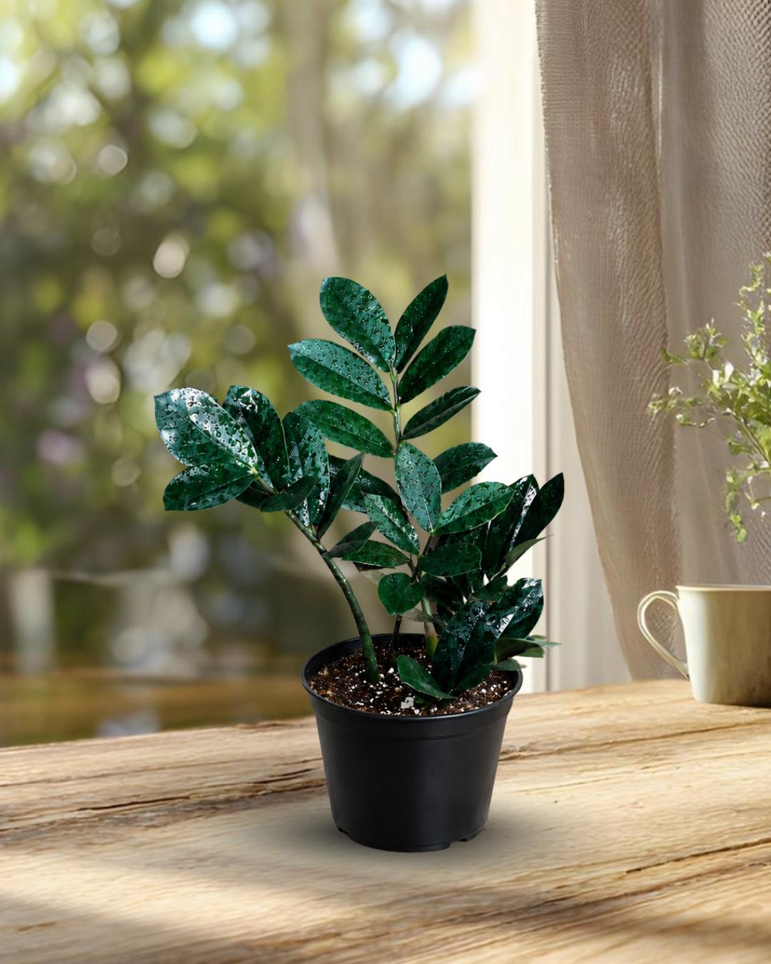 Raven ZZ Plant in 6
