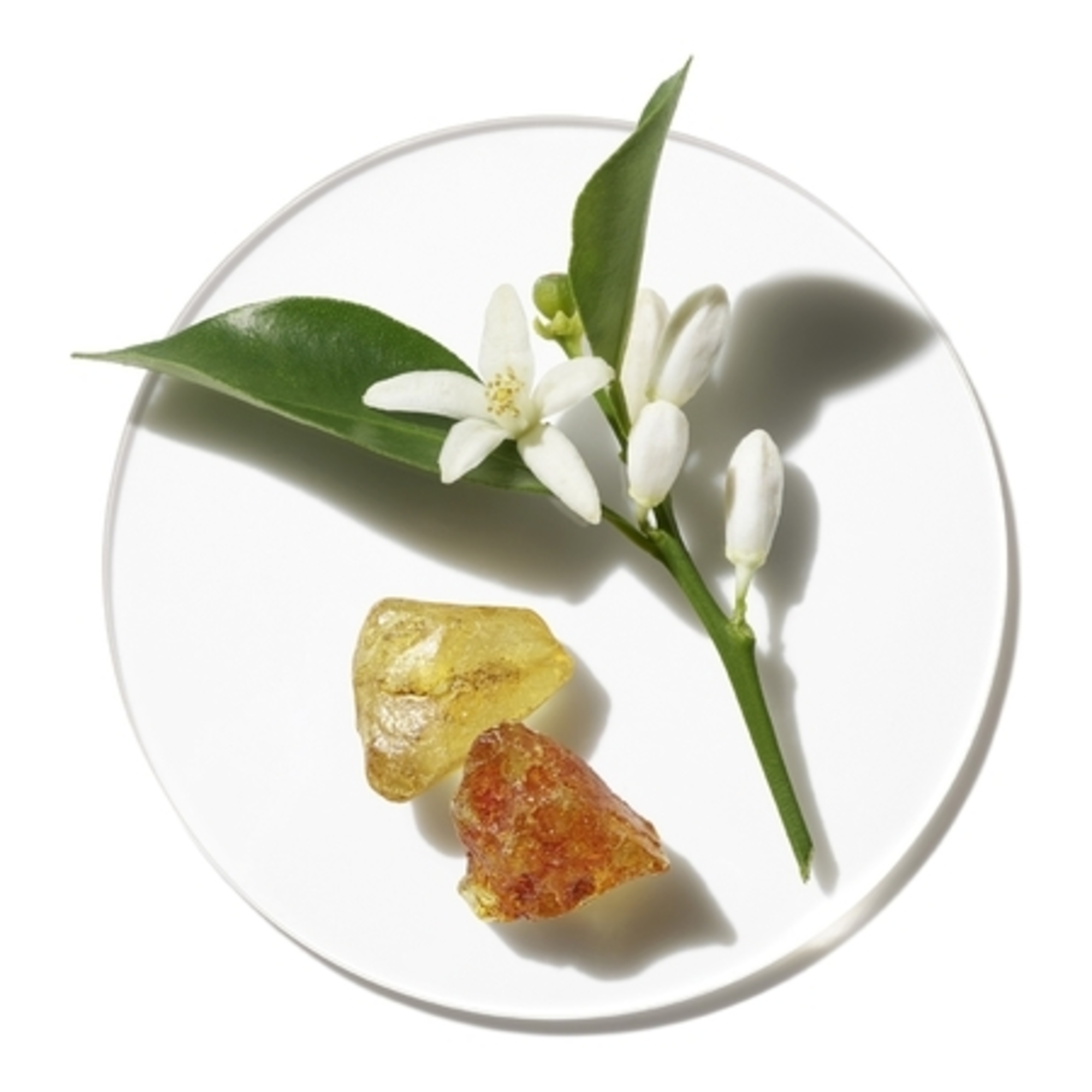 AROMATICS IN WHITEEau de Parfum Vaporisateur