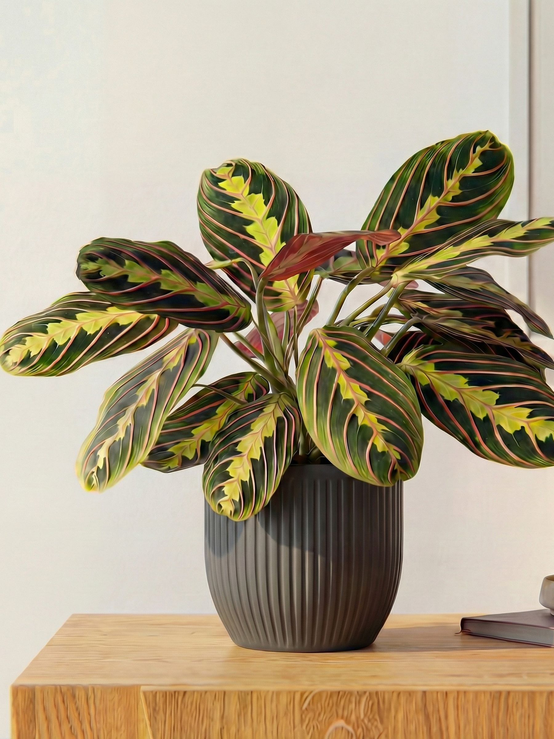 Beards & Daisies Grey Real Prayer Plant in Ribbed Pot