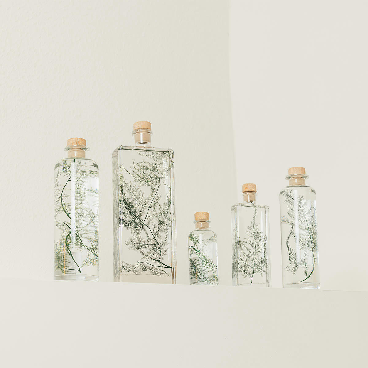 HERBARIUM DE THEOPHILE - Plante immergée Asparagus plumosus