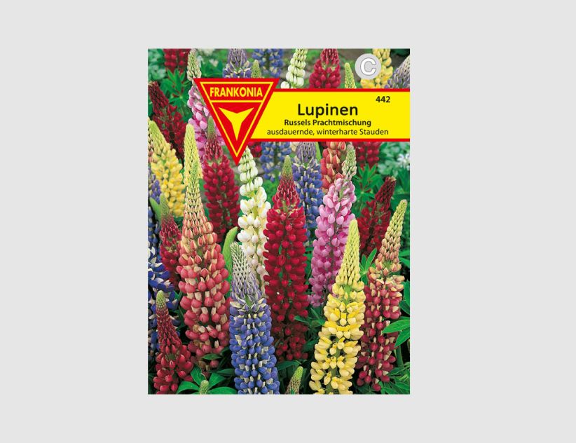 Lupinen