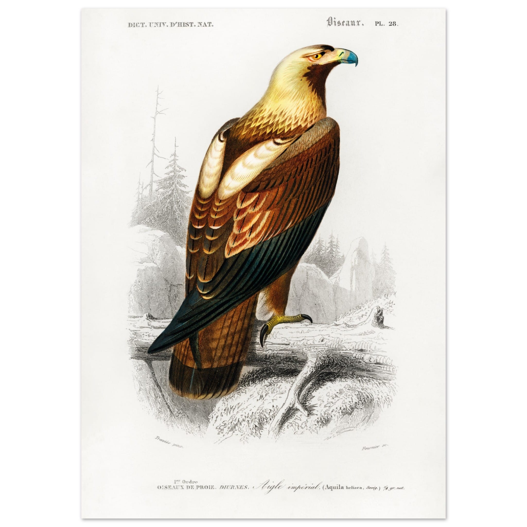 Artfulprints Poster Charles Dessalines d'Orbigny - Eastern imperial eagle (aquila heliaca)  - 50x70 cm - Bruin