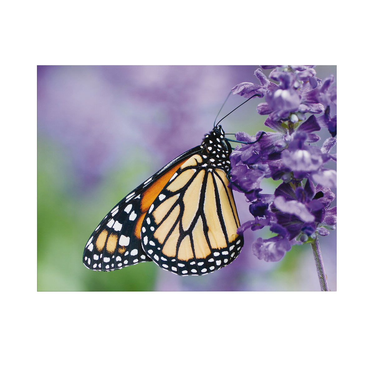 Art for the Home Buitencanvas Vlinder