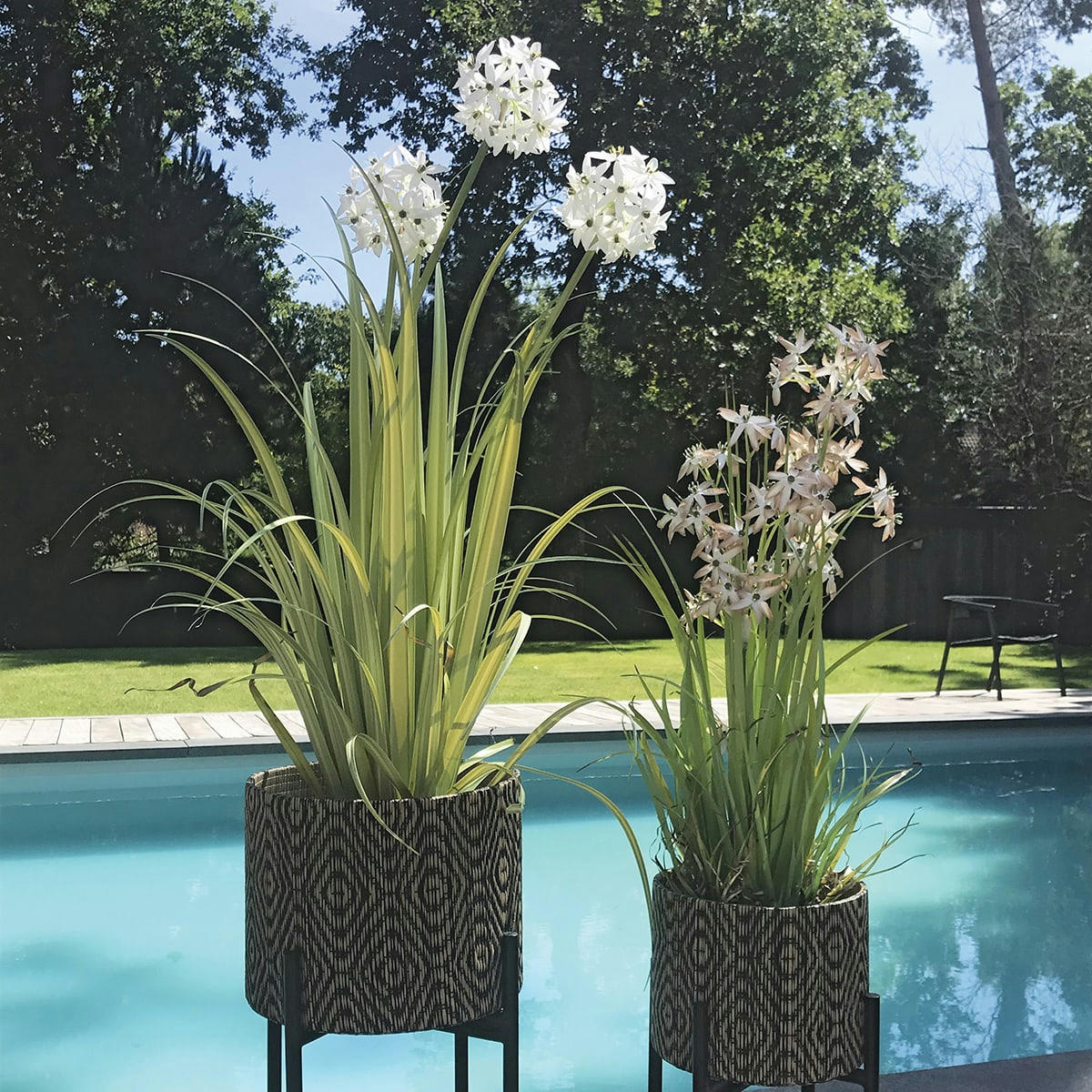 ALLIUM - Allium de Naples artificiel fleurs beige pot zinc h78cm