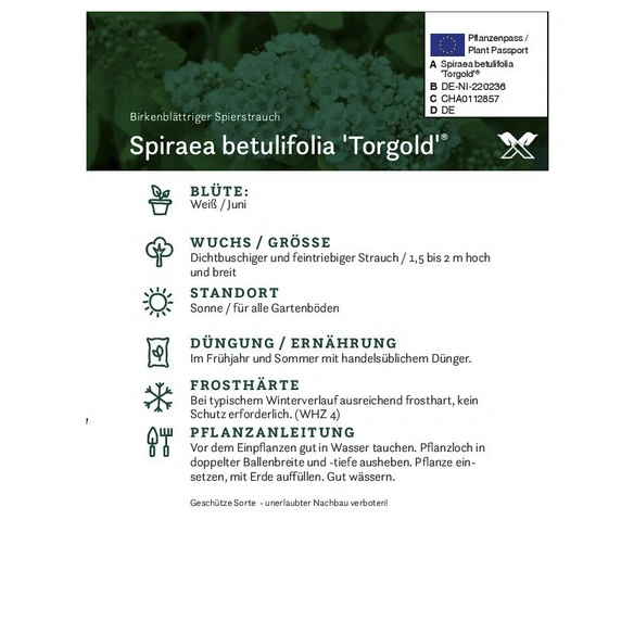 Birkenblättrige Spiere, Spiraea betulifolia »Torgold«, Blätter: grün, Blüten: weiß