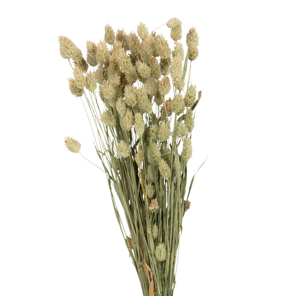 - Bouquet de phalaris séché