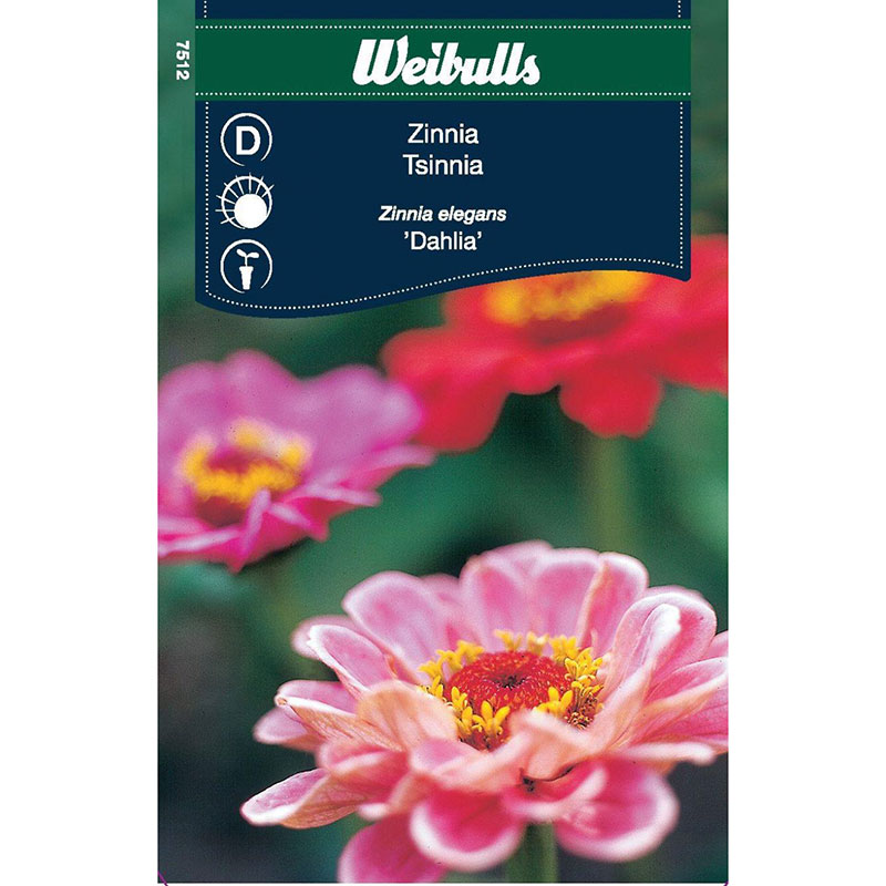 Zinnia 'Dahlia'