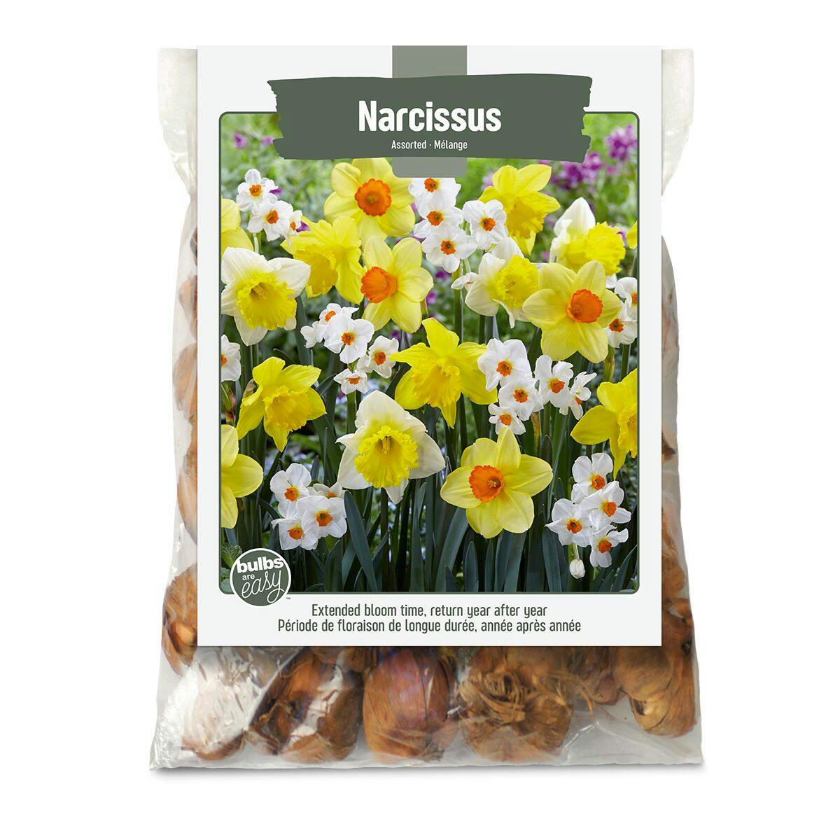 Narcissus Bulbs, Assorted Varieties, Home Garden  by Bulbs Are Easy