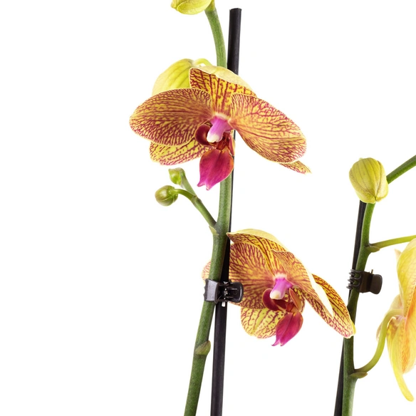 Schmetterlingsorchidee, Phalaenopsis hybrid, Blüte: orange, im Topf