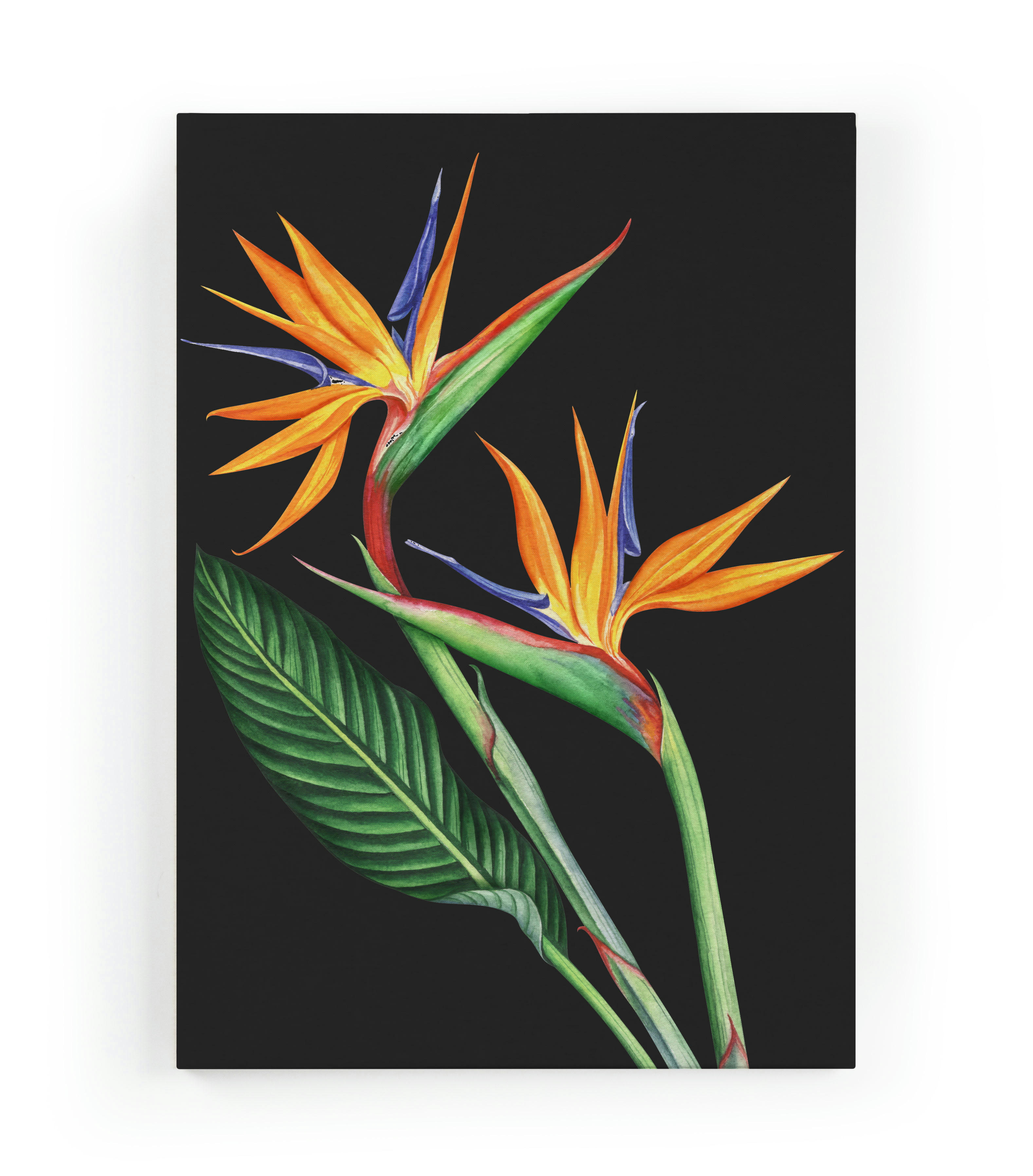 FLOR DEL PARAISO - Peinture sur toile 60x40 imprimé HD fleur du paradis