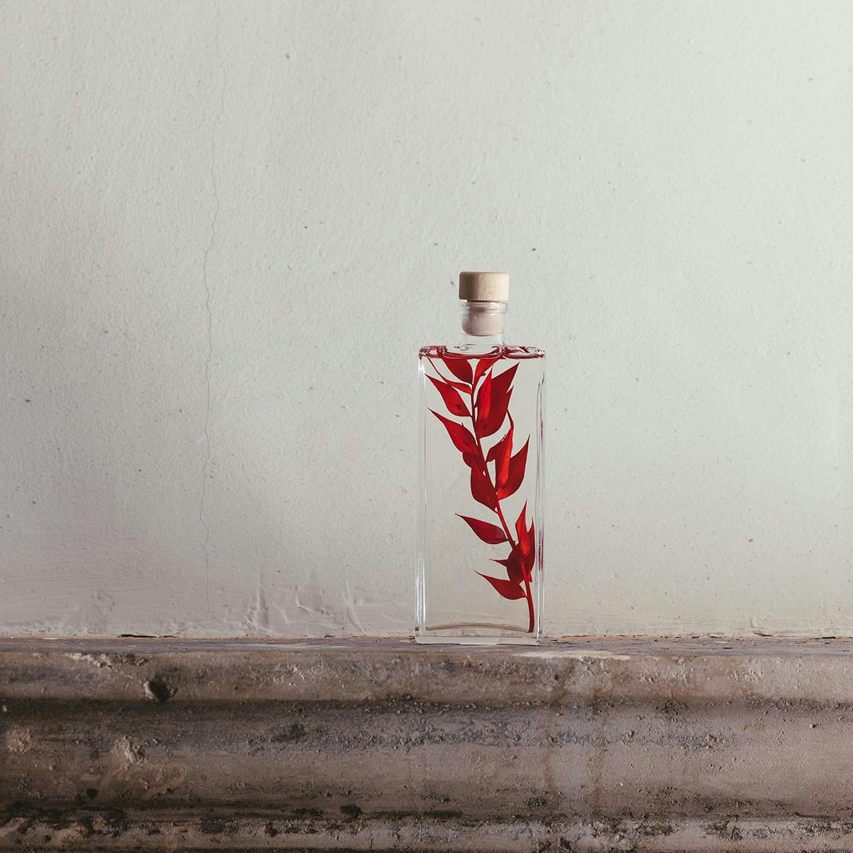 HERBARIUM DE THEOPHILE - Plante immergée Ruscus rouge