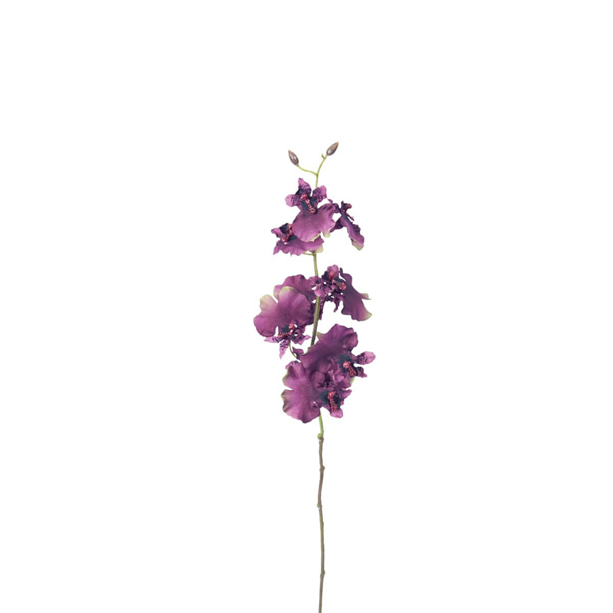 ONCIDIUM - Orchidée oncidium H58