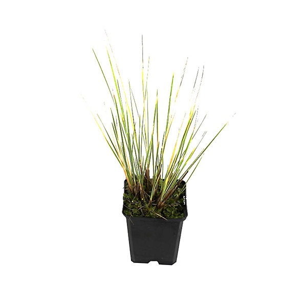 6 x Avoine bleue 'Saphirsprudel' - Helictotrichon sempervirens 'Saphirsprudel'- godet 9cm x 9cm