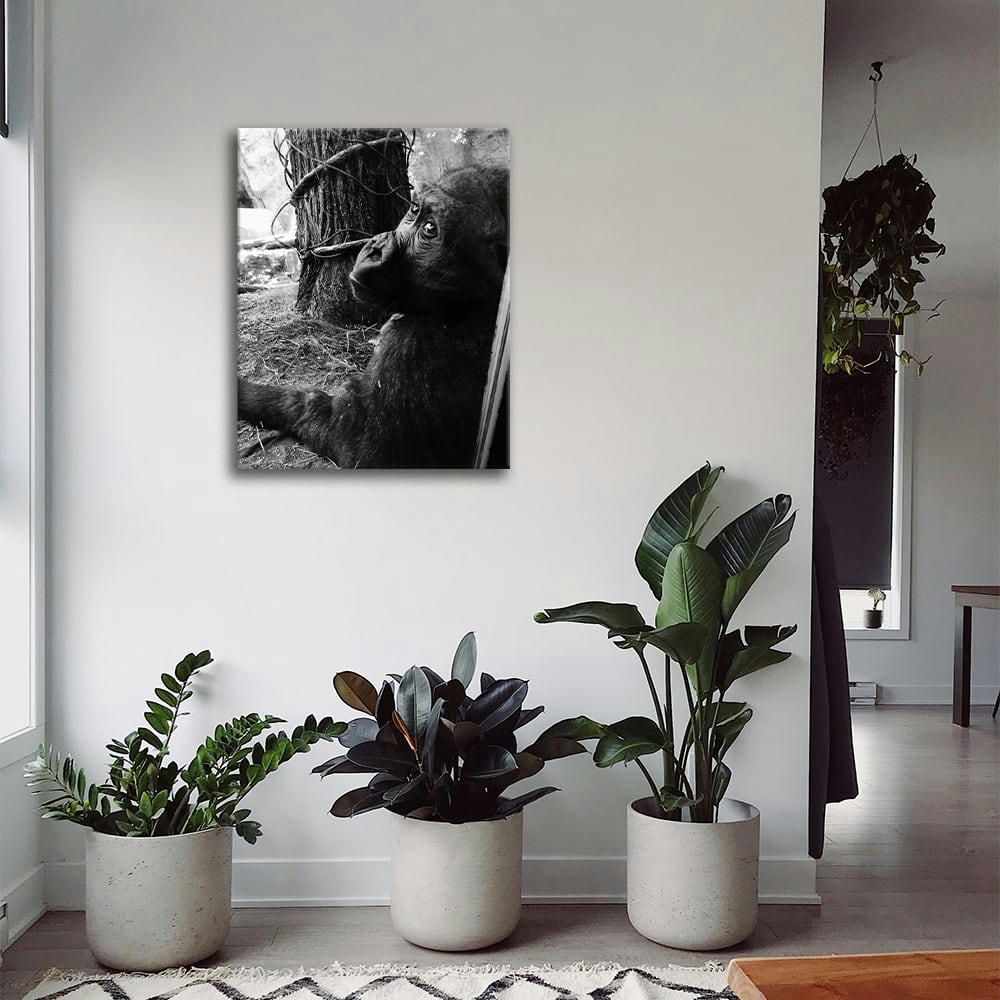 - Tableau impression sur toile le chimpanzé 60x80cm