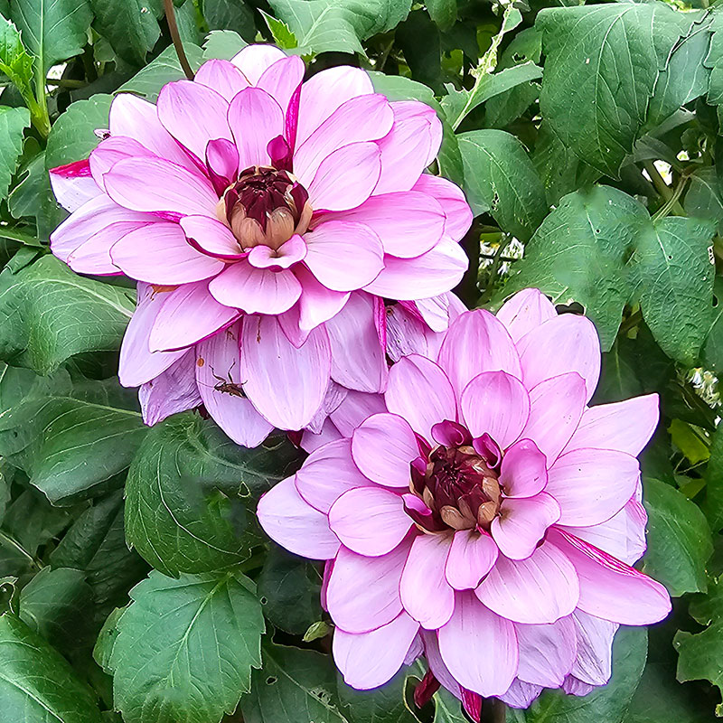 Dekorativdahlia 'Creme de Cassis'