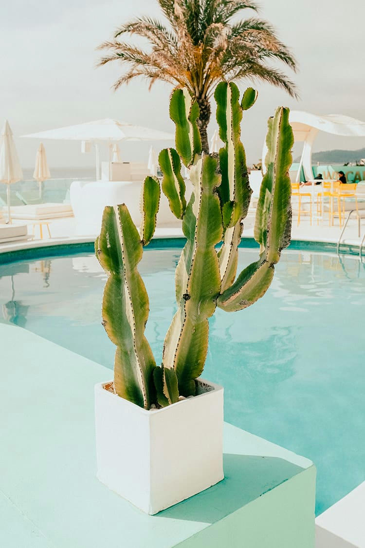 CACTUS - Photographie d'art d'Anthony Arbet 45x60 cm sur plexi