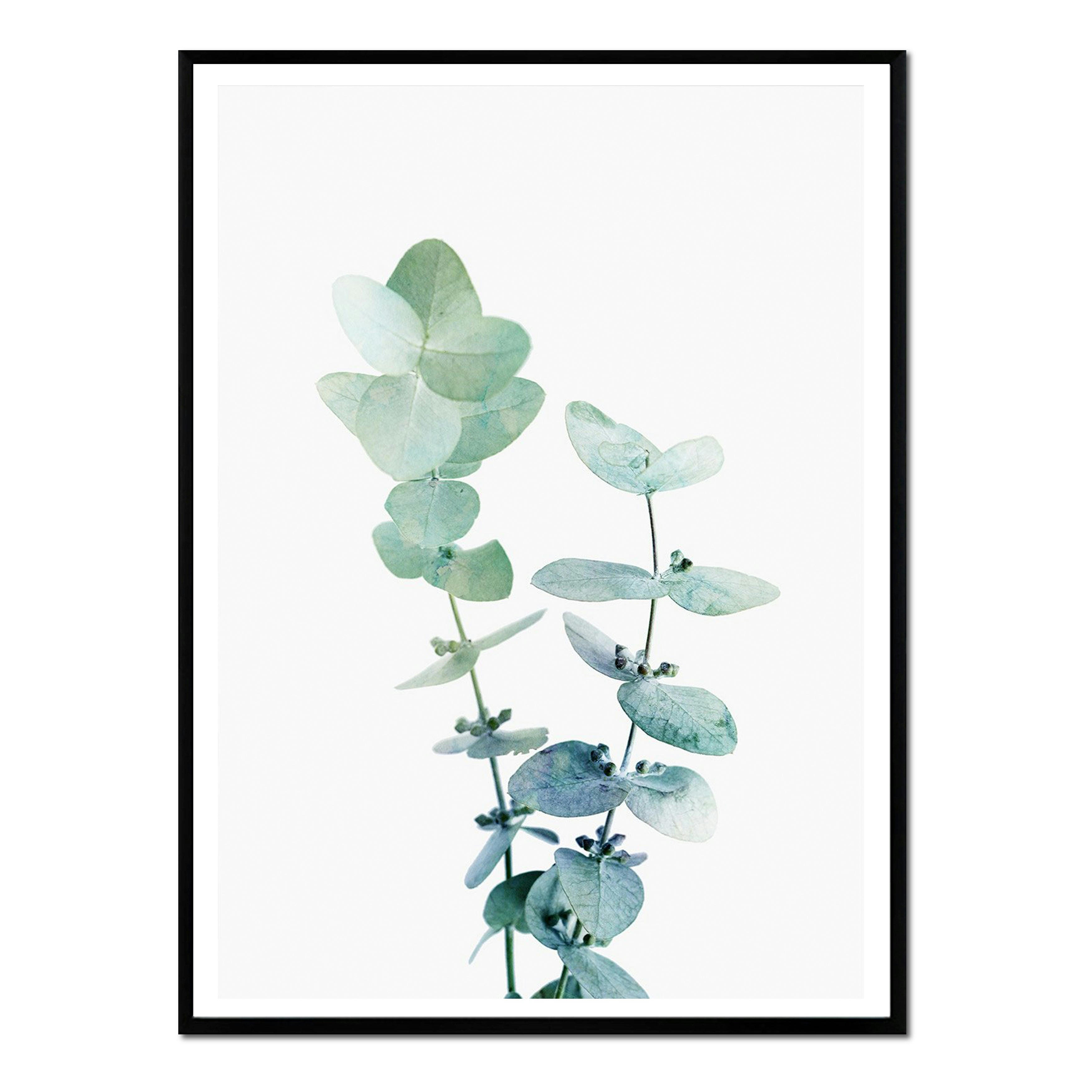 PLANTAS - Affiche avec cadre noir - Eucalyptus vert - 30x40