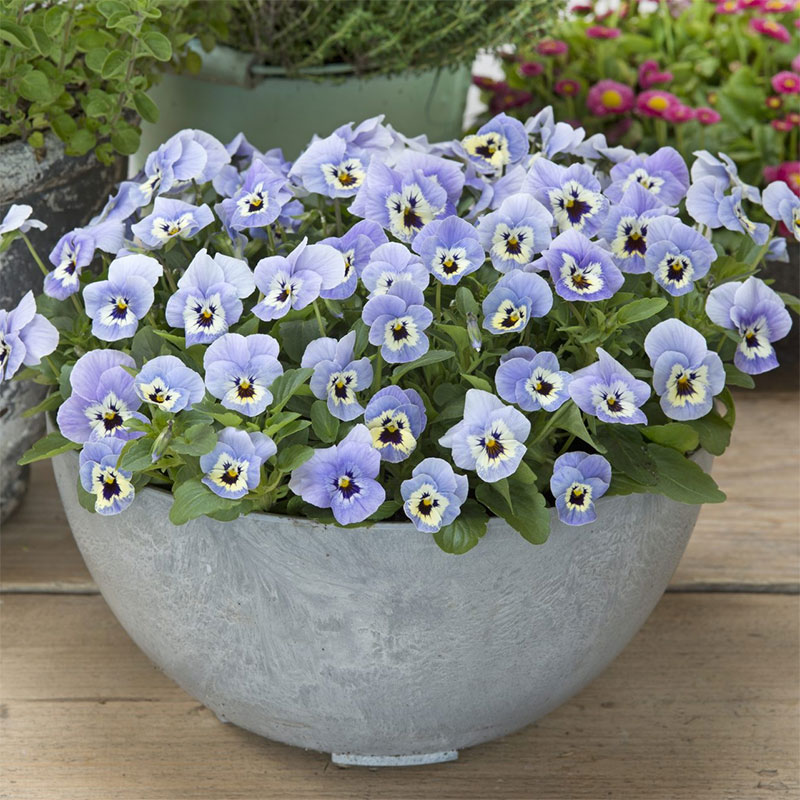 Hornviol 'Floral Power Marina' F1