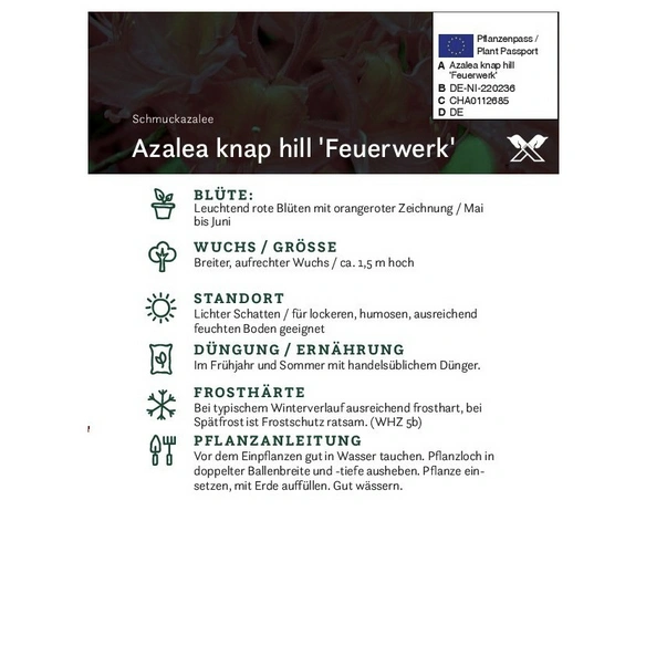 Azalee, Azalea knaphill »Feuerwerk«, rot, Höhe: 40 - 50 cm