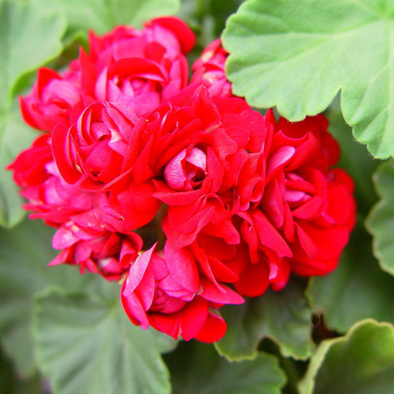 Rosenknoppspelargon 'Langelandsrosen'