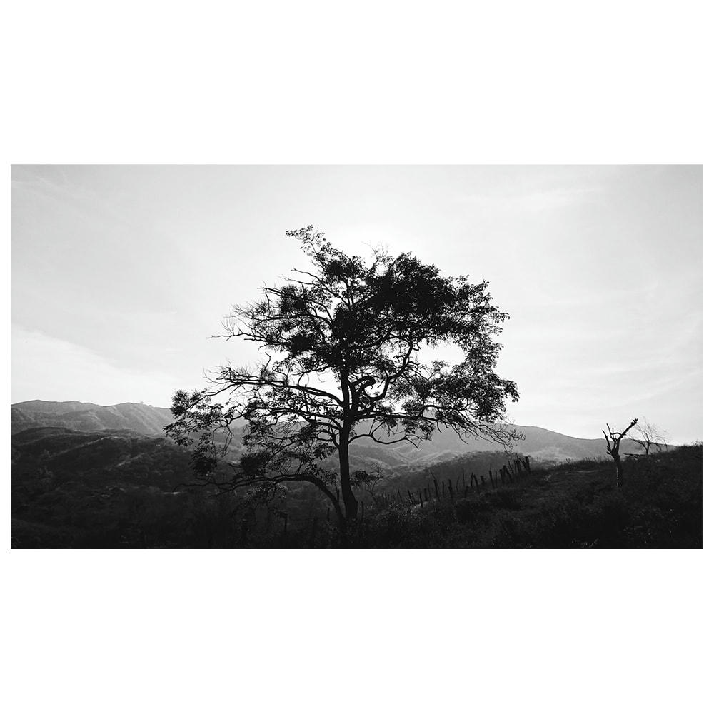 - Tableau impression sur toile un arbre dans les collines 50x90cm