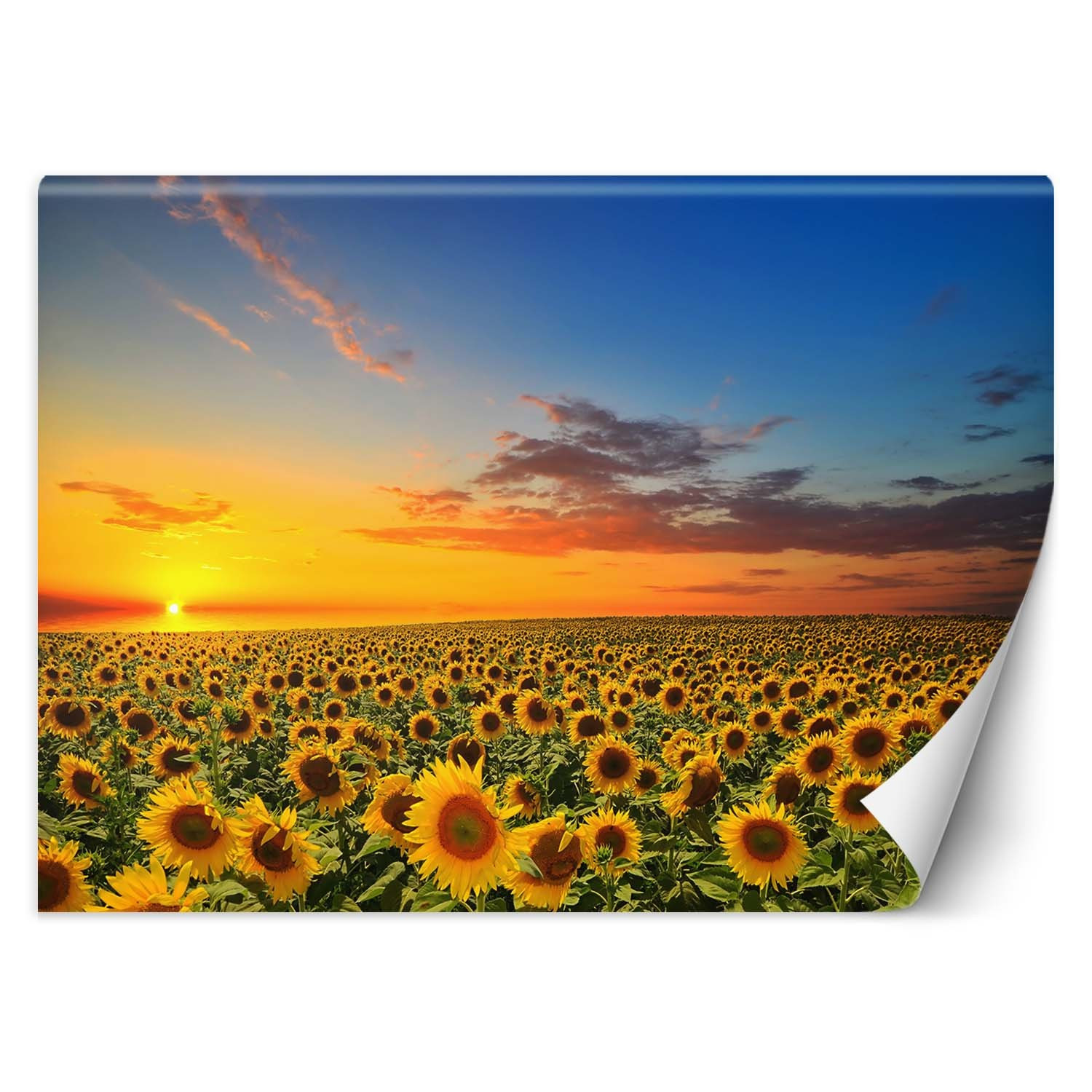 Feeby Fototapeta, Pole słoneczników 150x105