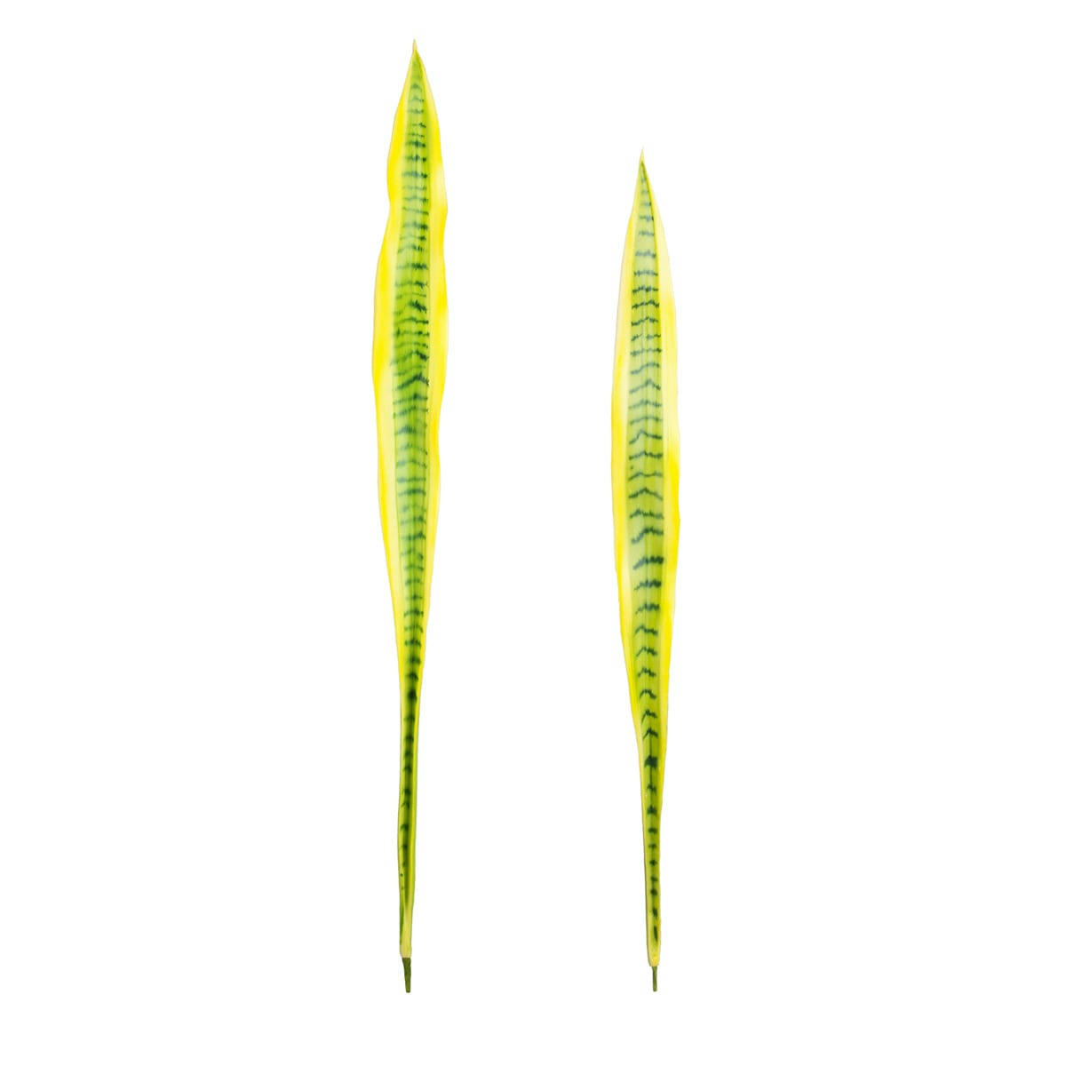 - Set de 2 feuilles de sansevieria H91