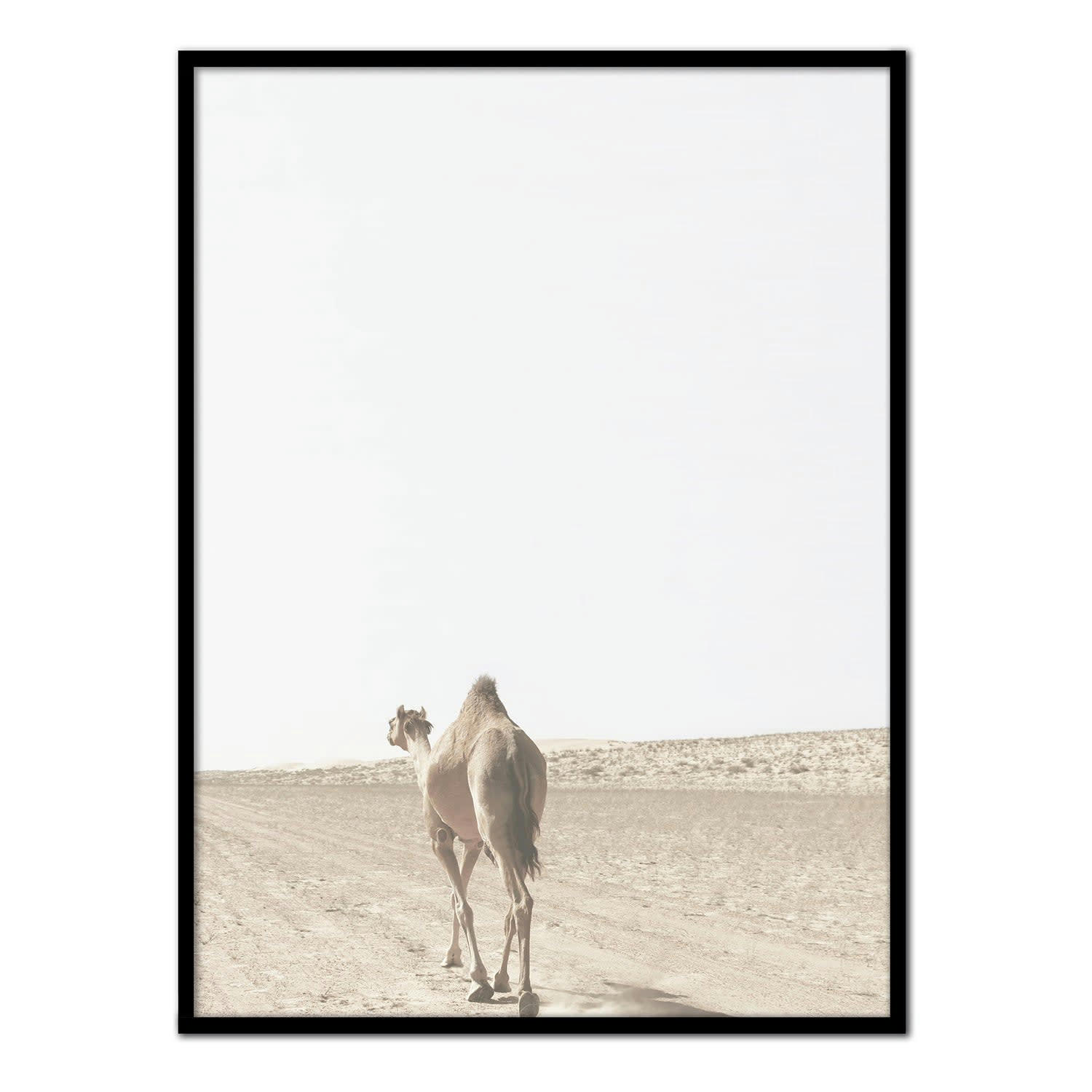 DESIERTO - Affiche avec cadre noir - Dromadaire - 30x40