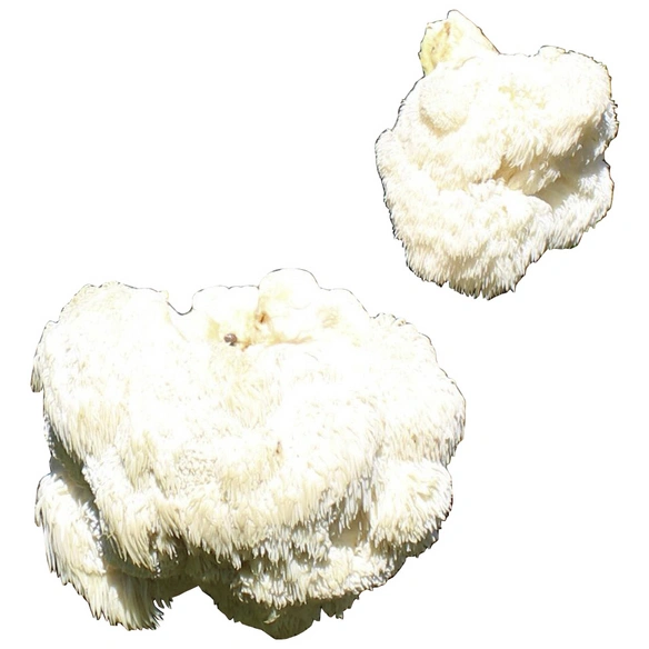 Pilzzuchttüte Bio Pom Pom, 500 g