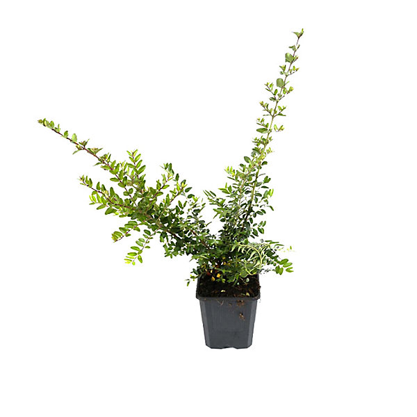2 x Chèvrefeuille à feuilles de buis 'Elegant' - Lonicera nitida 'Elegant'- 40-50 cm pot