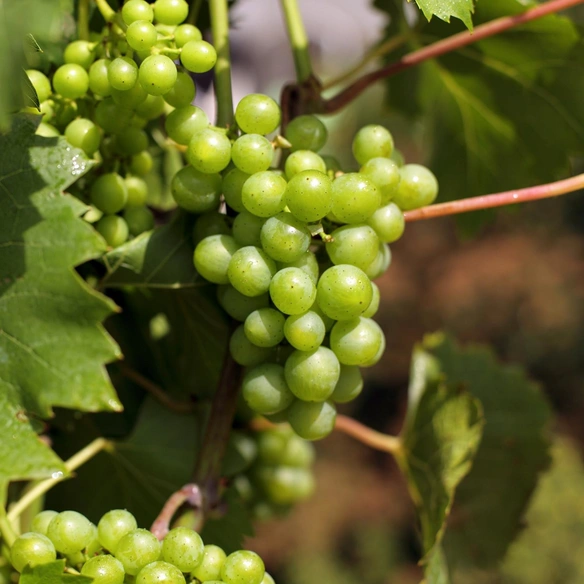 Weinrebe, Vitis vinifera »Bianca« Blüten: creme, Früchte: grün, essbar