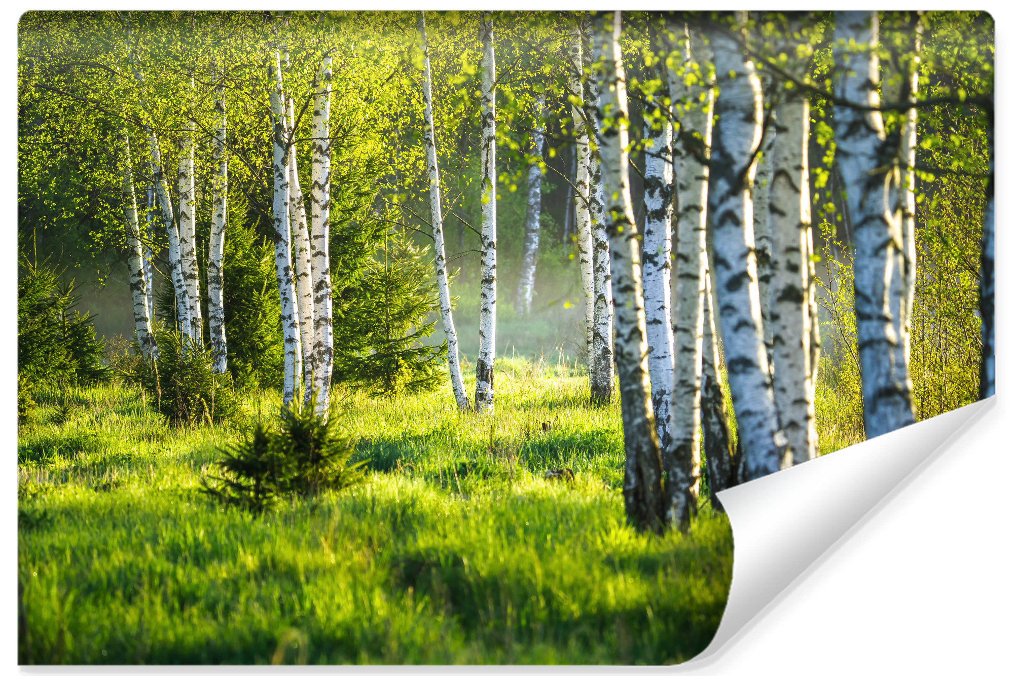 Fototapeta Do Jadalni Barwny Las Brzozowy 3D 90x60cm