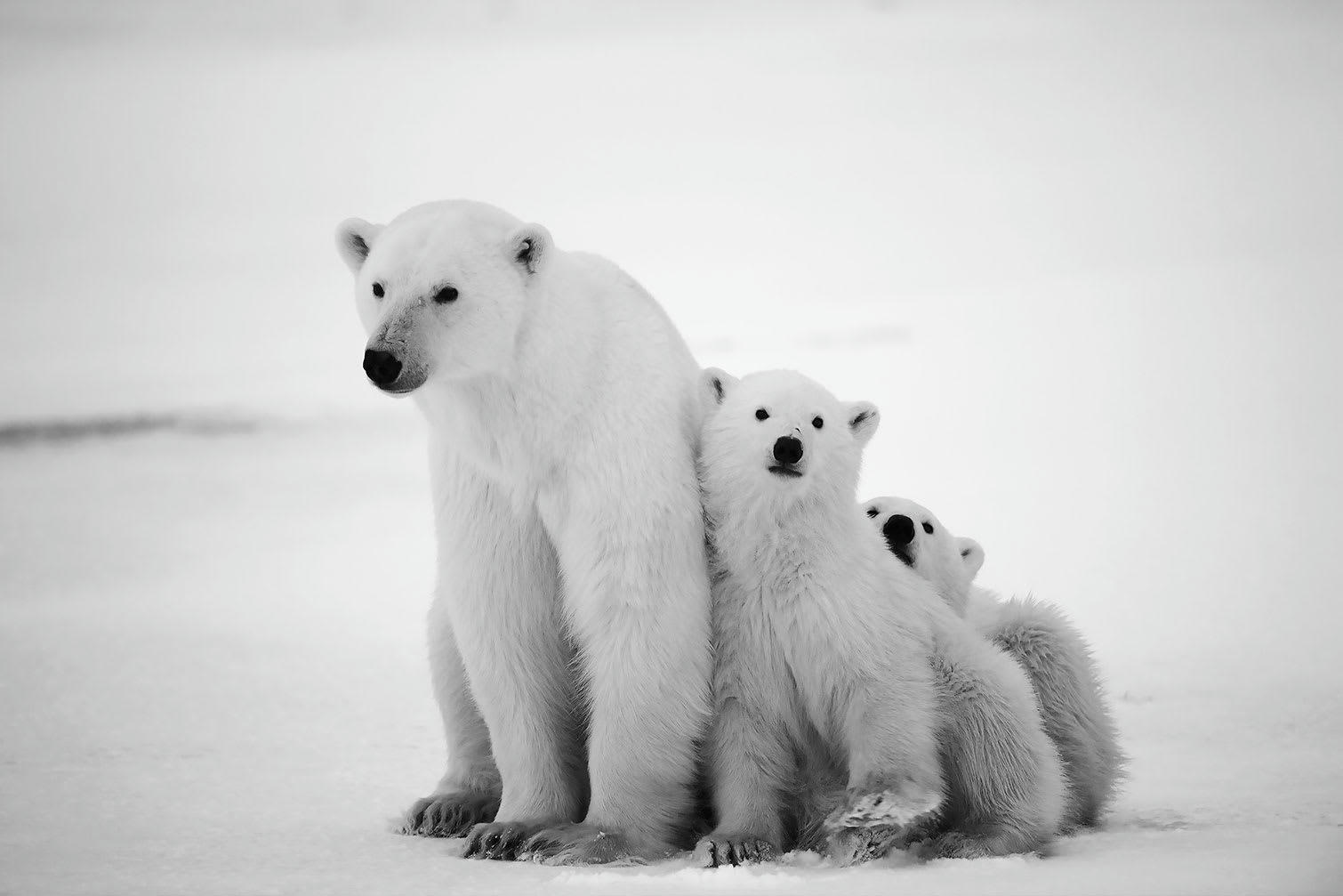 - Tableau animaux family polar bear toile imprimée 120x80cm