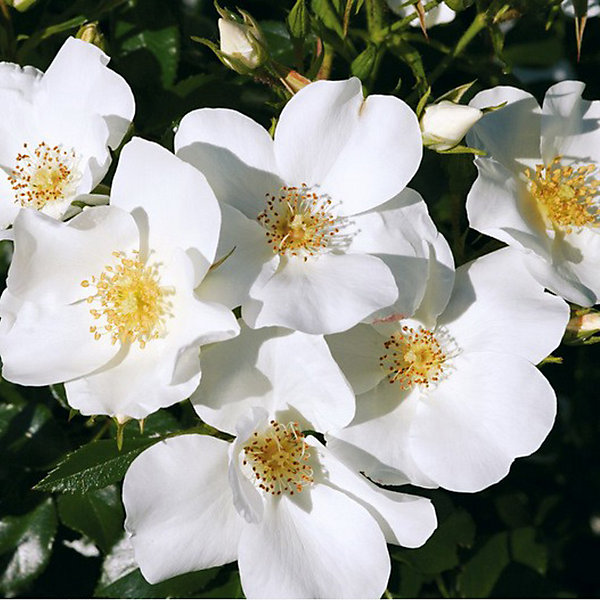 2 x Kordes Nectar Rosier - Rosa 'Escimo'
