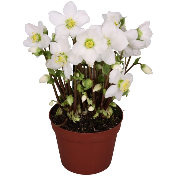 Christrose »Helleborus niger«, weiß, winterhart