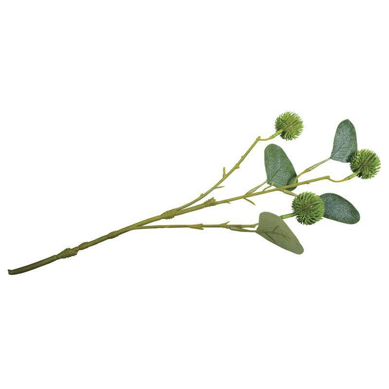 EUCALYPTUS - Branche d'eucalyptus avec fruits