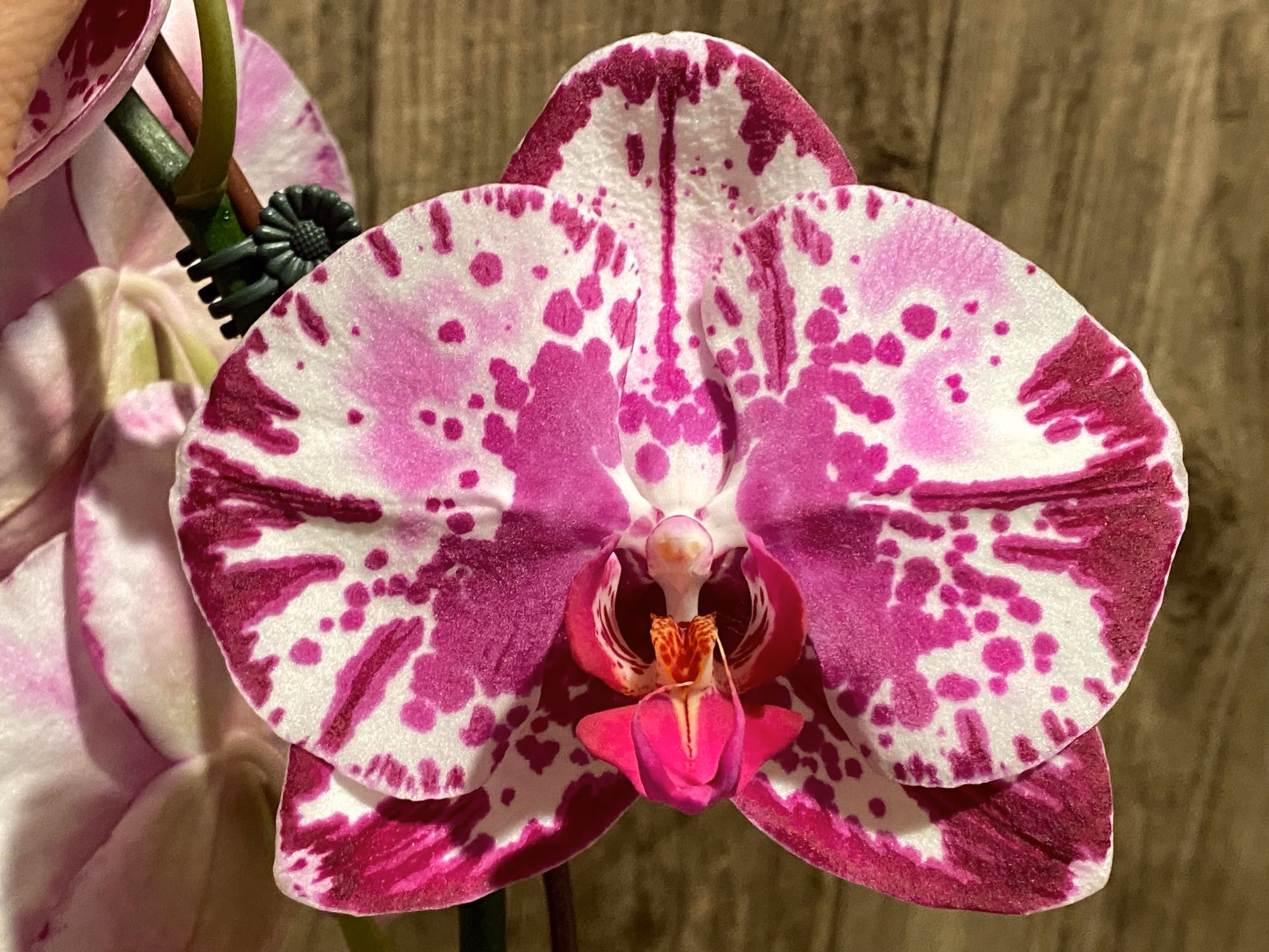 In Spike Phalaenopsis Shulong Happy Cat (4.5