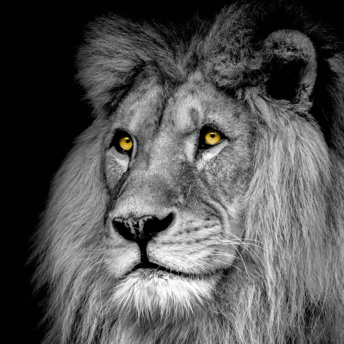 ANIMAUX - Tableau sur verre lion 45x45 cm