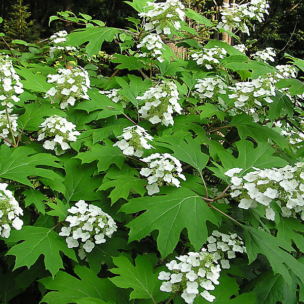 2 x Hortensia à feuilles de chêne - Hydrangea quercifolia- 30-40 cm pot