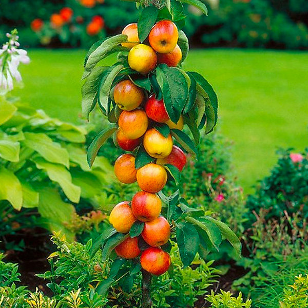 12 arbres fruitiers colonnaires - 80/100 cm -Pour pot et pleine terre - (2 cerises,2 pommes,2 poires,2 abricots,2 prunes,2 pêches)