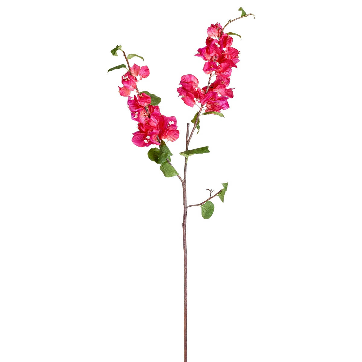 VERONA - Bougainvillier H89